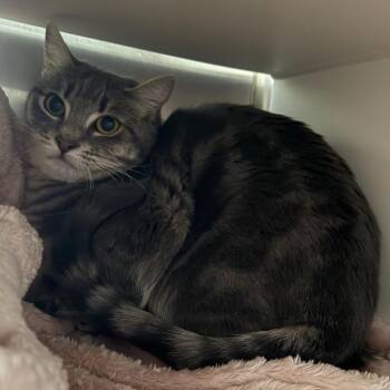 Domestic Short Hair Cats Available for Adoption in Cedaredge, Colorado - Gidget Is At Petsmart GJ | PetCurious