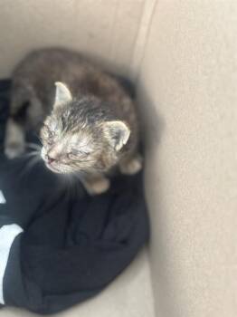 Domestic Short Hair Cats Available for Adoption in Dallas, Texas - JACKY | PetCurious