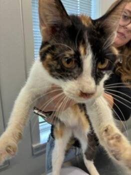 Loretta -  Domestic Short Hair Cat for Adoption in Lafayette, Indiana - Loretta | PetCurious