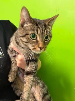 Scorpion -  Domestic Short Hair Cat for Adoption in Delson, Quebec - Scorpion | PetCurious