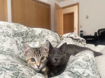 Rescue Domestic Short Hair Cats for Adoption in Albany, Wisconsin - Charm | PetCurious