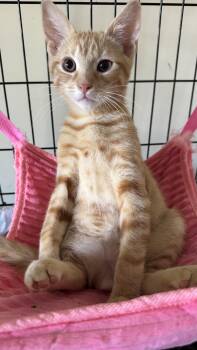 Rescue Domestic Short Hair Cats for Adoption - Glenn | PetCurious