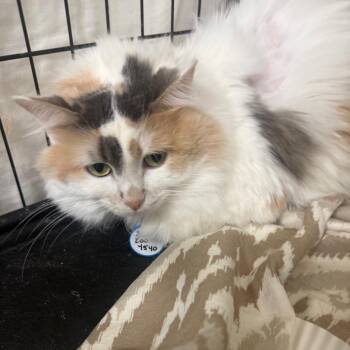 Domestic Long Hair Cats Available for Adoption in Normal, Illinois - Cali | PetCurious