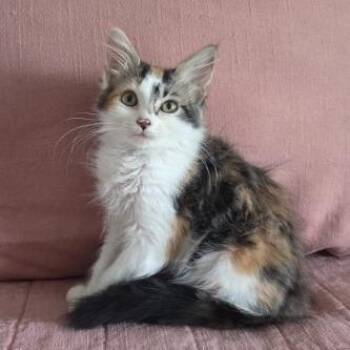 Indy -  Domestic Long Hair Cat for Adoption in Chattanooga, Tennessee - Indy | PetCurious