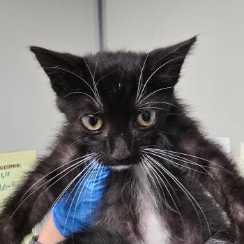 Skedaddle -  Domestic Short Hair Cat for Adoption in Concord, North Carolina - Skedaddle | PetCurious