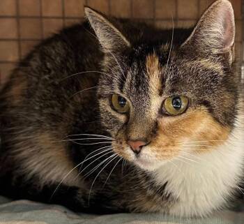 Rescue Calico Cats for Adoption in Duette, Florida - Willow | PetCurious