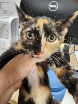 Cookie $75 fostered -  Domestic Short Hair Cat for Adoption in Seneca, South Carolina - Cookie $75 Fostered | PetCurious