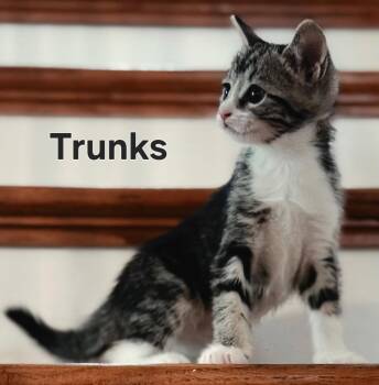 KITTEN TRUNKS -  Tabby Cat for Adoption in Franklin, Tennessee - KITTEN TRUNKS | PetCurious