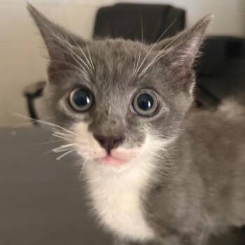 Otter -  Domestic Short Hair Cat for Adoption in Austin, Texas - Otter | PetCurious