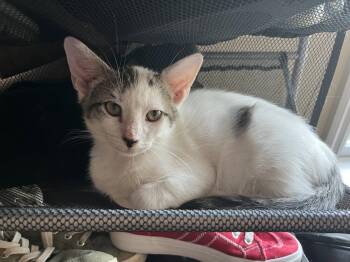 Gamma -  Domestic Short Hair Cat for Adoption in Broomall, Pennsylvania - Gamma | PetCurious