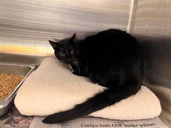 Domestic Short Hair Cats Available for Adoption in Rowlett, Texas - TUXIE | PetCurious