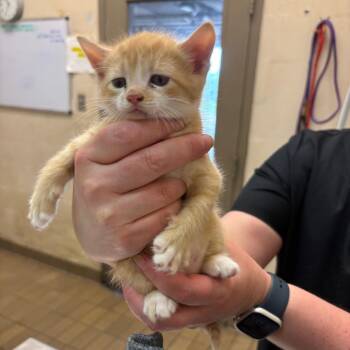 Rowlf -  Domestic Short Hair Cat for Adoption in Birmingham, Alabama - Rowlf | PetCurious