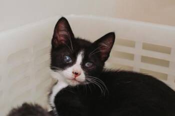 92726a Elton John -  Domestic Short Hair Cat for Adoption in North Charleston, South Carolina - 92726a Elton John | PetCurious