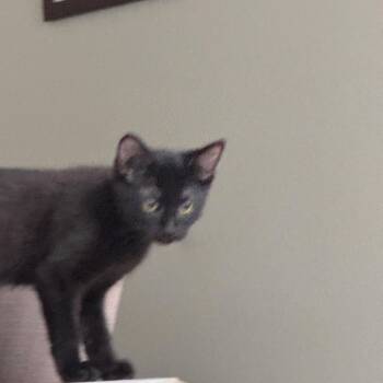 Domestic Short Hair Cats Available for Adoption in Riverside, California - Peach | PetCurious