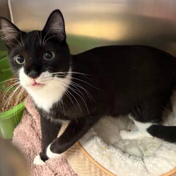 Goose -  Domestic Medium Hair Cat for Adoption in Spokane, Washington - Goose | PetCurious