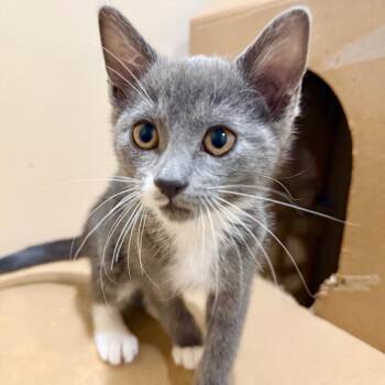 Mario -  Domestic Short Hair Cat Available for Adoption in Agoura Hills, California - Mario | PetCurious
