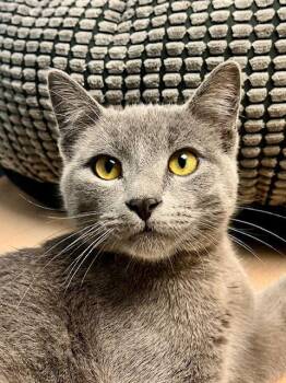 Domestic Short Hair Cats Available for Adoption - Anchovy | PetCurious