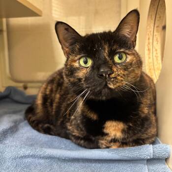Gypsy -  Domestic Short Hair Cat for Adoption in Waynesboro, Pennsylvania - Gypsy | PetCurious