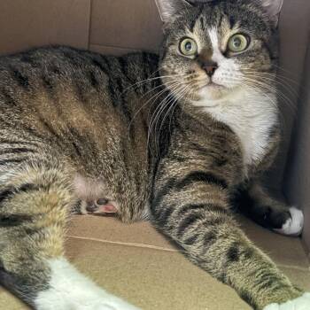 Chloe -  Tabby Cat for Adoption in Linden, New Jersey - Chloe | PetCurious