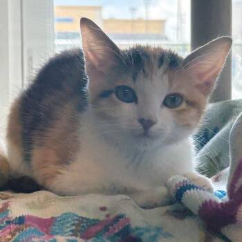 Domestic Short Hair Cats Available for Adoption in East Hanover, New Jersey - Sweet Pea | PetCurious