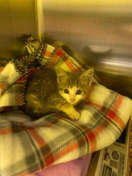Ninja Turtle -  Domestic Short Hair Cat for Adoption in Jackson, Tennessee - Ninja Turtle | PetCurious