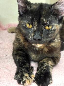 Citrus -  Domestic Short Hair Cat for Adoption in Elmsford, New York - Citrus | PetCurious