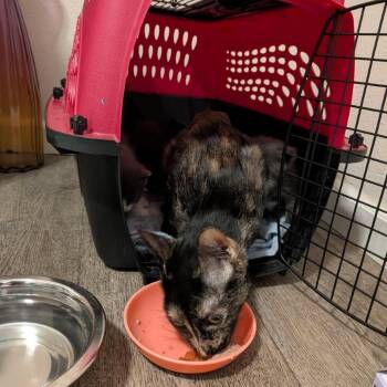 Momma Suki -  Domestic Short Hair Cat for Adoption in Newberg, Oregon - Momma Suki | PetCurious