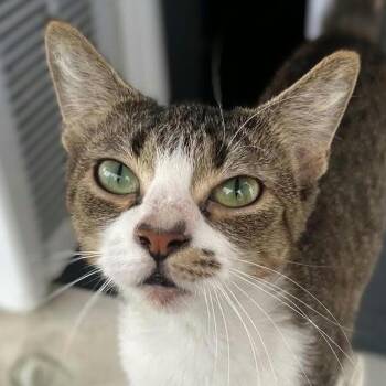 Garnet -  Domestic Short Hair Cat for Adoption in Carmel, Indiana - Garnet | PetCurious