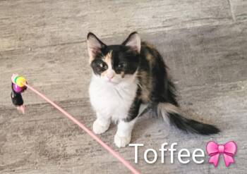 Toffee -  Domestic Long Hair Cat for Adoption in Las Vegas, Nevada - Toffee | PetCurious