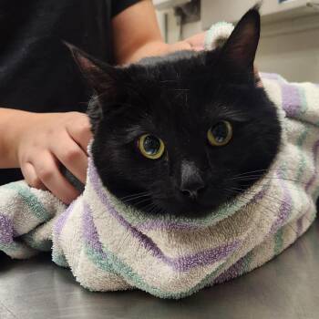 Zoey -  Domestic Short Hair Cat for Adoption in Murray, Utah - Zoey | PetCurious