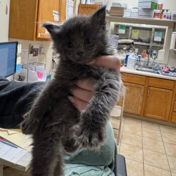 Domestic Long Hair Cats Available for Adoption in Pekin, Illinois - Craftology | PetCurious