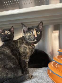 Domestic Short Hair Cats Available for Adoption - Iris | PetCurious