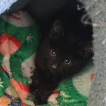 Sabrina -  Domestic Short Hair Cat for Adoption in Grantsville, Utah - Sabrina | PetCurious