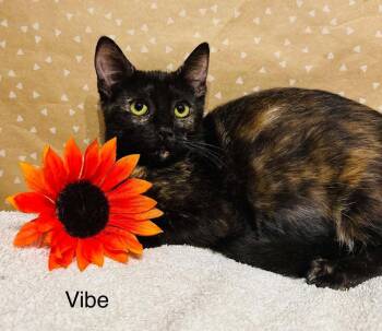 Vibe -  Domestic Short Hair Cat for Adoption in Groveland, Massachusetts - Vibe | PetCurious