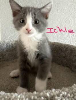 ICKLE -  Domestic Short Hair Cat for Adoption in Sacramento, California - ICKLE | PetCurious