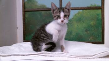 LEAH -  Domestic Short Hair Cat for Adoption in Houston, Texas - LEAH | PetCurious