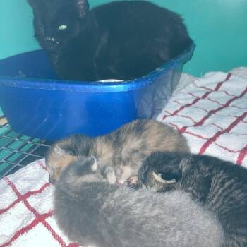 Bobby Ann -  Domestic Short Hair Cat for Adoption in Rocky Mount, Virginia - Bobby Ann | PetCurious