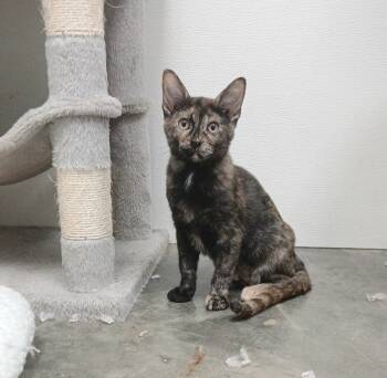 Rescue Domestic Short Hair Cats for Adoption in Sunrise Beach, Missouri - Nadia | PetCurious