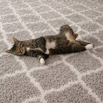 Manty 0620 (Bonded with Skye) -  Domestic Short Hair Cat for Adoption - Manty 0620 (Bonded With Skye) | PetCurious
