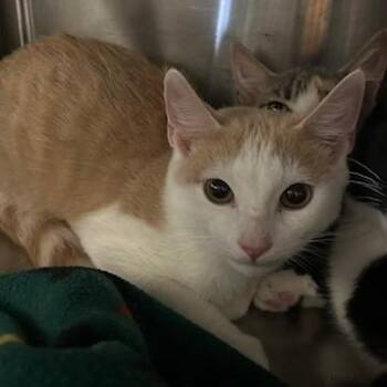 Kevin -  Domestic Short Hair Cat for Adoption in Knoxville, Tennessee - Kevin | PetCurious
