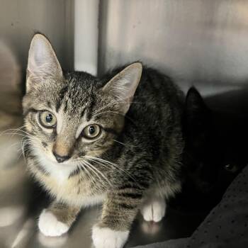 Domestic Short Hair Cats Available for Adoption in West Palm Beach, Florida - Cheesesteak | PetCurious