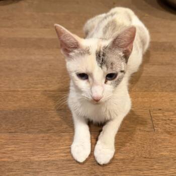 Eliza -  Domestic Short Hair and Siamese Cat for Adoption in Brea, California - Eliza | PetCurious