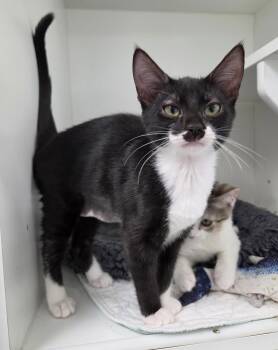 Guardian -  Domestic Short Hair Cat for Adoption in INDN HBR BCH, Florida - Guardian | PetCurious