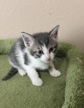 Prepotente -  Domestic Short Hair Cat Available for Adoption in Alafaya, Florida - Prepotente | PetCurious