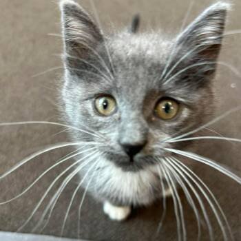 Stormy -  Domestic Short Hair Cat for Adoption in East Lansing, Michigan - Stormy | PetCurious
