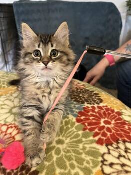 Maxine G. -  Domestic Long Hair Cat for Adoption in West Peoria, Illinois - Maxine G. | PetCurious