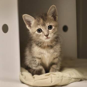 Gwen -  Domestic Short Hair Cat for Adoption in Briarcliff Manor, New York - Gwen | PetCurious