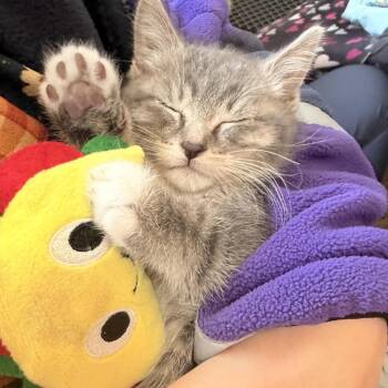 Domestic Short Hair Cats Available for Adoption - Twinkie C10653 | PetCurious