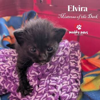 Rescue Domestic Short Hair Cats for Adoption in Council Bluffs, Iowa - Elvira | PetCurious
