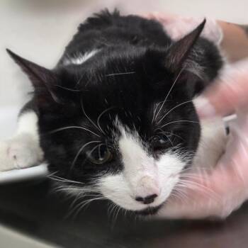 Pepsi -  Domestic Short Hair Cat for Adoption in Charleston, West Virginia - Pepsi | PetCurious